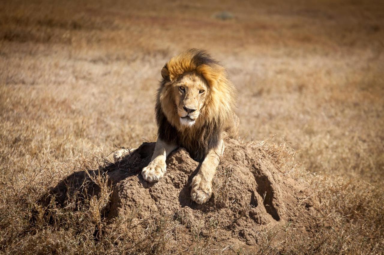 Mawe Tented Camp Serengeti Exteriér fotografie